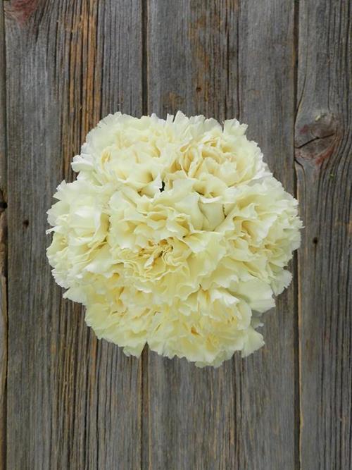 RODAS CREAM CARNATIONS